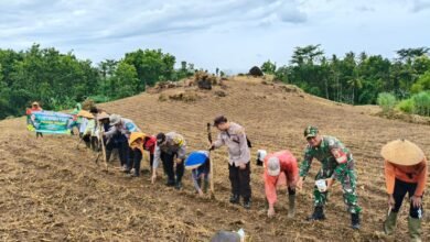 POLRESTA BANYUWANGI BERSAMA KELOMPOK TANI TANAM JAGUNG SERENTAK GELORAKAN SWASEMBADA PANGAN 1000169191