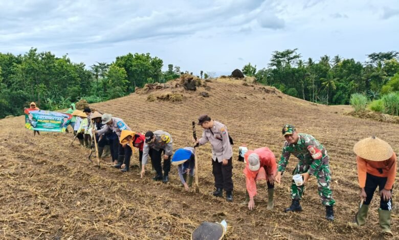 POLRESTA BANYUWANGI BERSAMA KELOMPOK TANI TANAM JAGUNG SERENTAK GELORAKAN SWASEMBADA PANGAN 1000169191