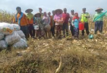 DORONG PRODUKSI PANGAN, PAK BHABIN BANTU PETANI BOJONEGORO PANEN JAGUNG 1000170592