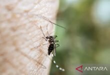 DEMAM BERDARAH DENGUE (DBD): PENYEBAB, GEJALA AWAL, DAN PENGOBATAN  IMG 20250217 115408