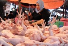 DAMPAK BAHAYA DI BALIK DAGING AYAM MENTAH YANG ANCAM KESEHATAN 1000024059