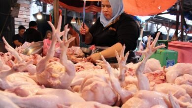 DAMPAK BAHAYA DI BALIK DAGING AYAM MENTAH YANG ANCAM KESEHATAN 1000024059