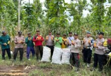 POLISI DAN KELOMPOK TANI BANYUWANGI PANEN JAGUNG WUJUDKAN KETAHANAN PANGAN 1000183179