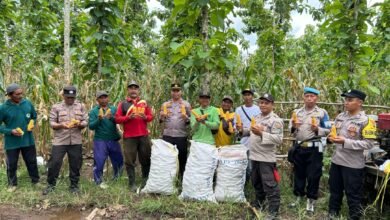 POLISI DAN KELOMPOK TANI BANYUWANGI PANEN JAGUNG WUJUDKAN KETAHANAN PANGAN 1000183179