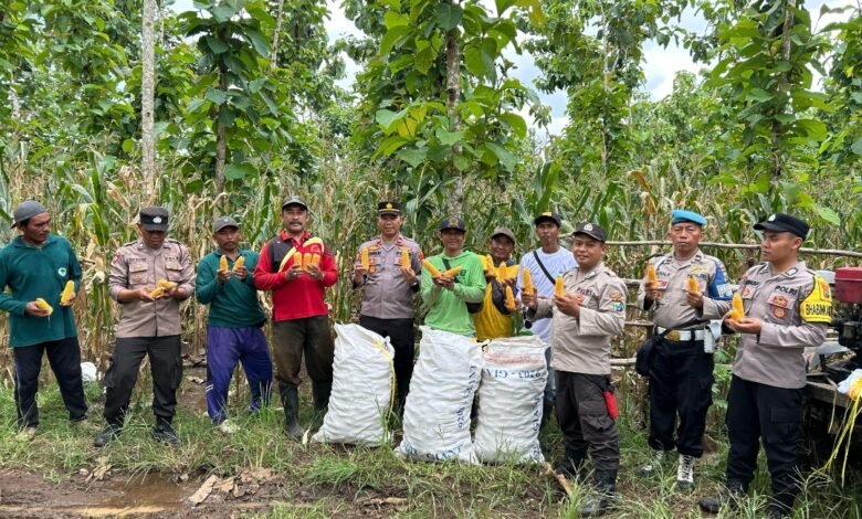 POLISI DAN KELOMPOK TANI BANYUWANGI PANEN JAGUNG WUJUDKAN KETAHANAN PANGAN 1000183179