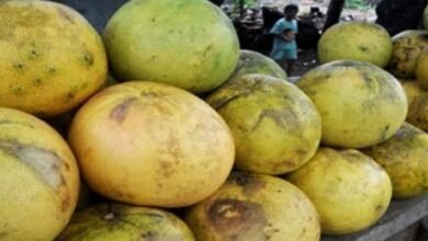 FAKTA MAKAN JERUK SEHARI DAPAT KURANGI DEPRESI 20 PERSEN BUAH