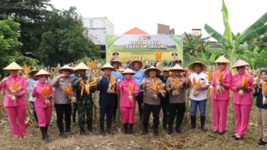 POLRES PELABUHAN TANJUNGPERAK BERSAMA POKTAN PANEN RAYA JAGUNG TAHAP 7, PERKUAT KETAHANAN PANGAN NASIONAL 1000220773