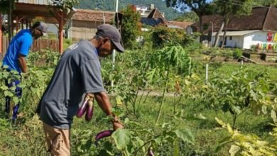 PERKUAT KETAHANAN PANGAN, LAPAS KEDIRI: 12 KALI PANEN TERONG  IMG 20250430 WA0010