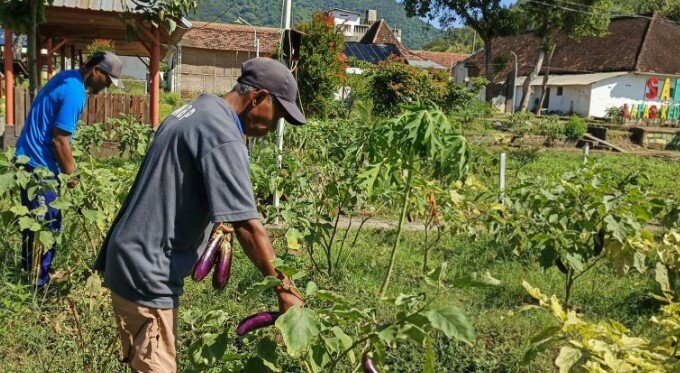 PERKUAT KETAHANAN PANGAN, LAPAS KEDIRI: 12 KALI PANEN TERONG 8 PERKUAT KETAHANAN PANGAN, LAPAS KEDIRI: 12 KALI PANEN TERONG IMG 20250430 WA0010