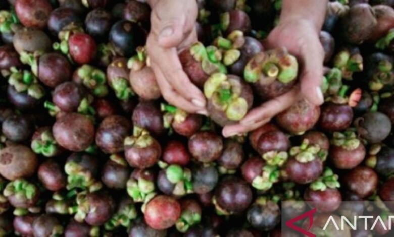 KEISTIMEWAAN KULIT MANGGIS UNTUK KESEHATAN DAN CARA MENGONSUMSINYA IMG 20240307 185621