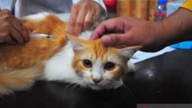 WASPADAI 8 PENYAKIT YANG SERING MENYERANG KUCING STERIL DAN VAKSIN RABIES UNTUK KUCING 121024 YN 1