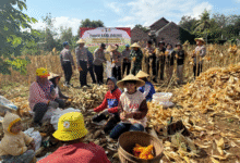 MENUJU SWASEMBADA PANGAN, KAPOLRES TRENGGALEK BERSAMA WARGA PANEN RAYA JAGUNG SCREENSHOT 20250819 145201