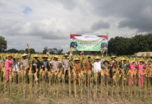 PERKUAT KETAHANAN PANGAN POLRES BLITAR KOTA BERSAMA FORKOPIMDA PANEN RAYA JAGUNG KUARTAL III U3 SCREENSHOT 20250917 120454