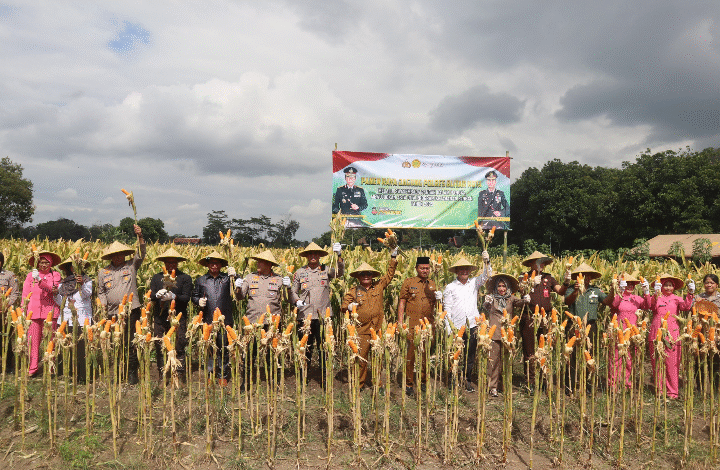 PERKUAT KETAHANAN PANGAN POLRES BLITAR KOTA BERSAMA FORKOPIMDA PANEN RAYA JAGUNG KUARTAL III U3 SCREENSHOT 20250917 120454