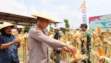POLRES TULUNGAGUNG GELAR PANEN RAYA JAGUNG KUARTAL III DI DESA PAKEL KECAMATAN NGANTRU U4 IMG 20250928 WA0037
