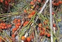 POLEMIK ANJLOKNYA HARGA TOMAT, LSM MANTRA: PETANI KARE DIBERI JANJI PALSU U4 IMG 20251003 WA0021