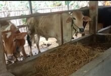 DUGAAN PENYIMPANGAN BANTUAN SAPI ASPIRASI DI BAGOR KULON, PENGELOLA MENJUAL 3 EKOR SAPI TANPA PROSEDUR. 1001437862