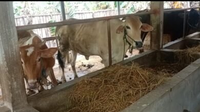 DUGAAN PENYIMPANGAN BANTUAN SAPI ASPIRASI DI BAGOR KULON, PENGELOLA MENJUAL 3 EKOR SAPI TANPA PROSEDUR. 1001437862