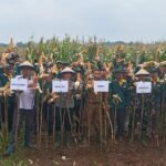 TEMU LAPANG SL TEMATIK JAGUNG, DORONG KETAHANAN PANGAN DAN SINERGI PETANI DI DESA TAMBIBENDO DI HADIRI KAPOLSEK MOJO IMG 20251111 WA0003 1