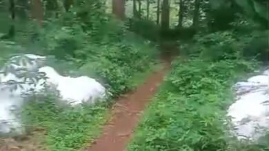 DIDUGA LIMBAH KOTORAN AYAM CEMARI HUTAN KPH DI MRUWAK, WARGA KELUHKAN DAMPAKNYA 1001486599