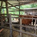 DUGAAN PENYIMPANGAN BANTUAN SAPI DANA ASPIRASI 2023 DI BAGOR KULON DISOROT, PENGAMAT SEBUT BERPOTENSI TIPIKOR 1001507619
