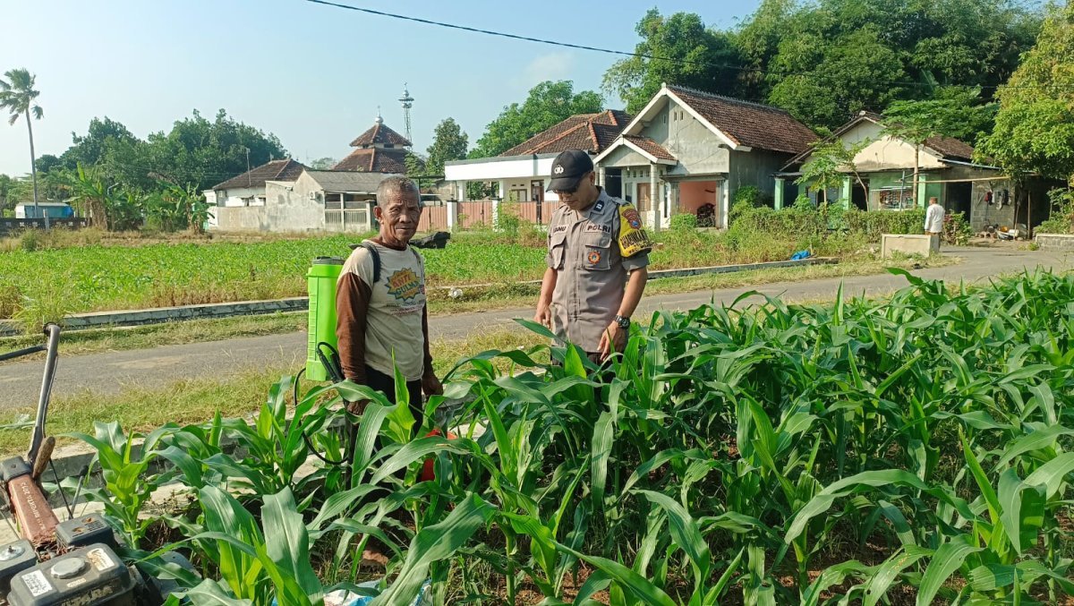 Bhabinkamtibmas Polsek Mojoroto Cek Pertumbuhan Jagung, Perkuat Ketahanan Pangan Menuju Swasembada