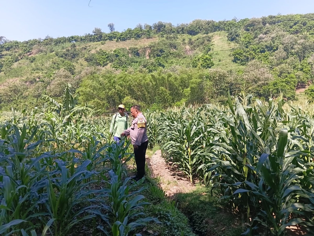 Sambang Persawahan, Bhabinkamtibmas Kalipang Motivasi Petani Tingkatkan Produktivitas Jagung