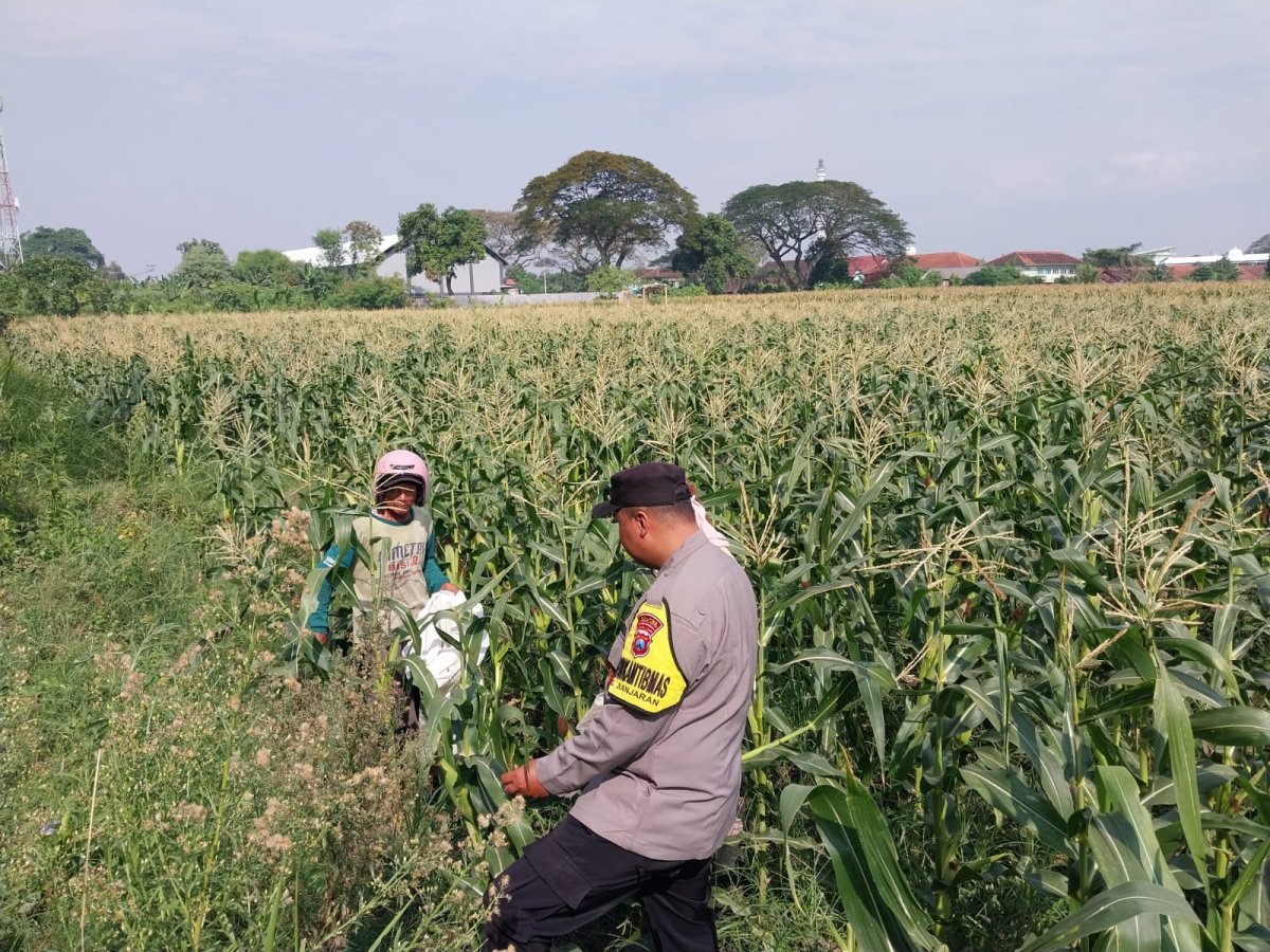 Demi Panen Maksimal, Bhabinkamtibmas Banjaran Intensif Dampingi Petani Jagung