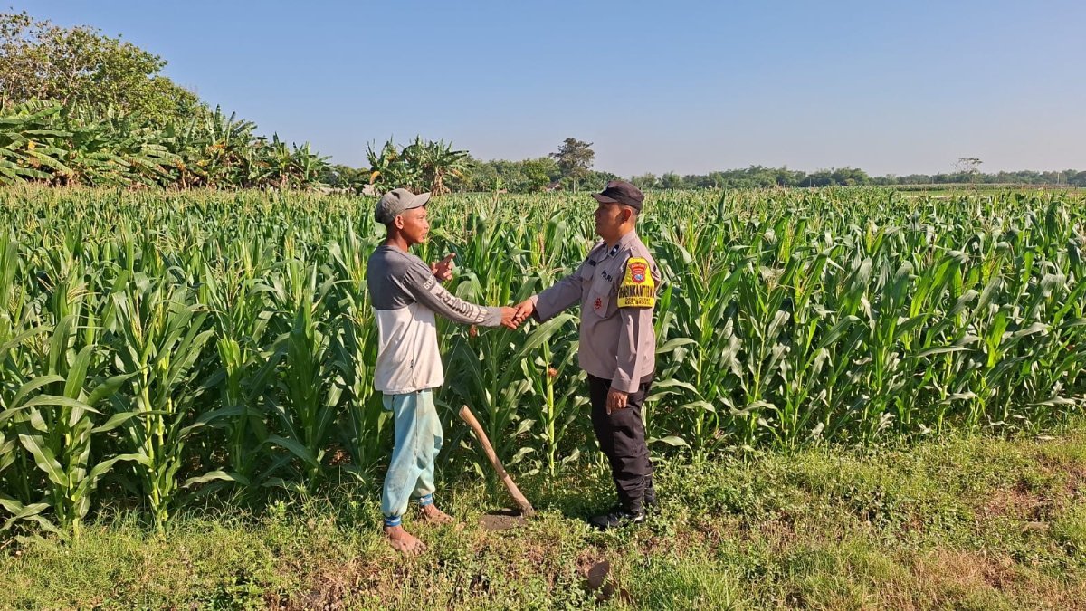 Bhabinkamtibmas Desa Cerme Dampingi Petani Rawat Tanaman Jagung, Wujud Dukungan Polri terhadap Ketahanan Pangan
