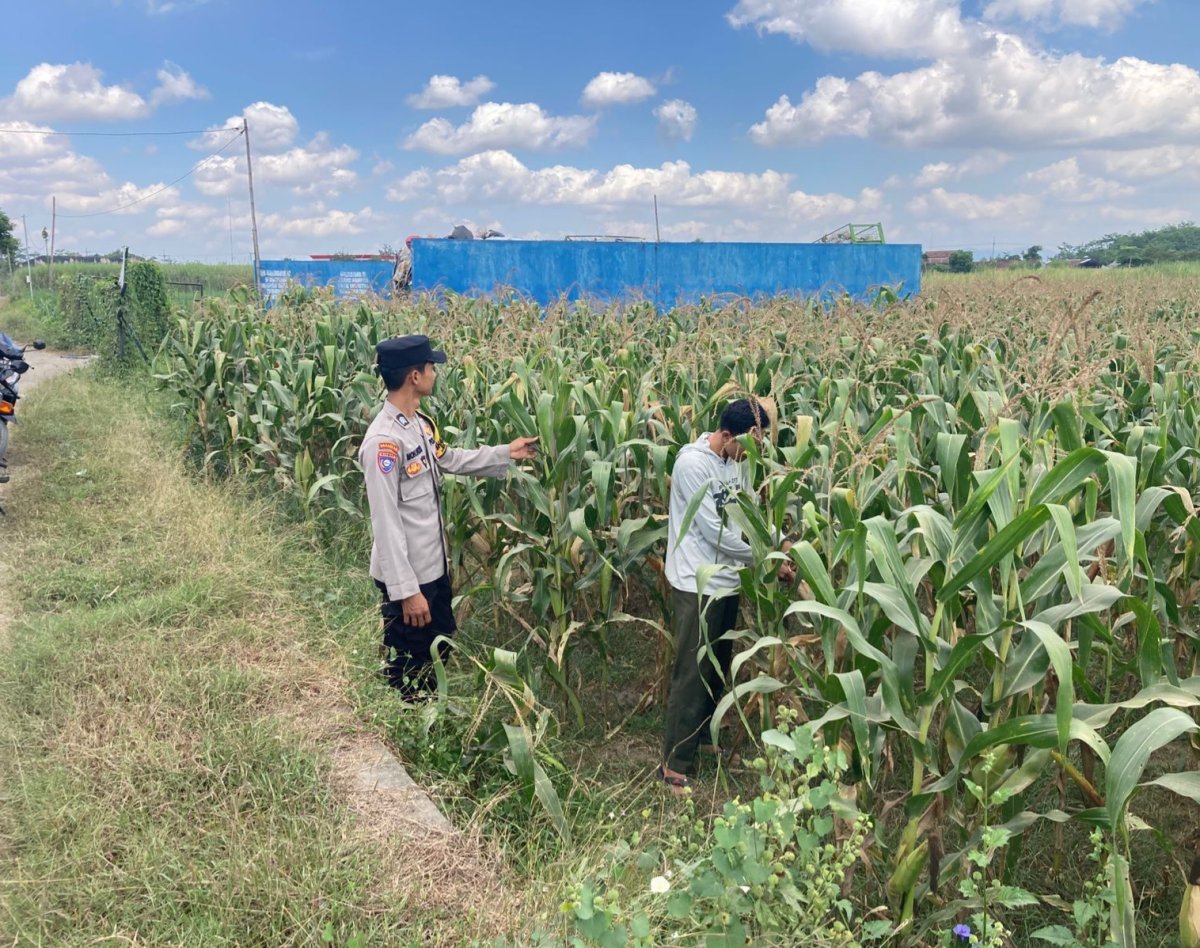 Bhabinkamtibmas Desa Boro Brigadir M. VICKY NORNANDA, S.H. Melaksanakan monitoring penanaman jagung di desa binaan.
