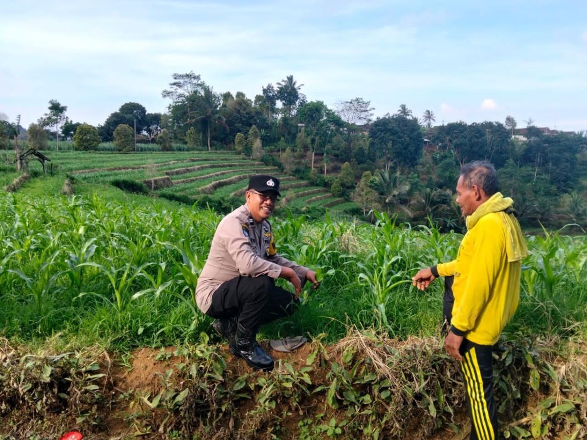 Mengabdi dari Desa, Bhabinkamtibmas Polsek Mojo Dorong Kesuksesan Panen Jagung Warg