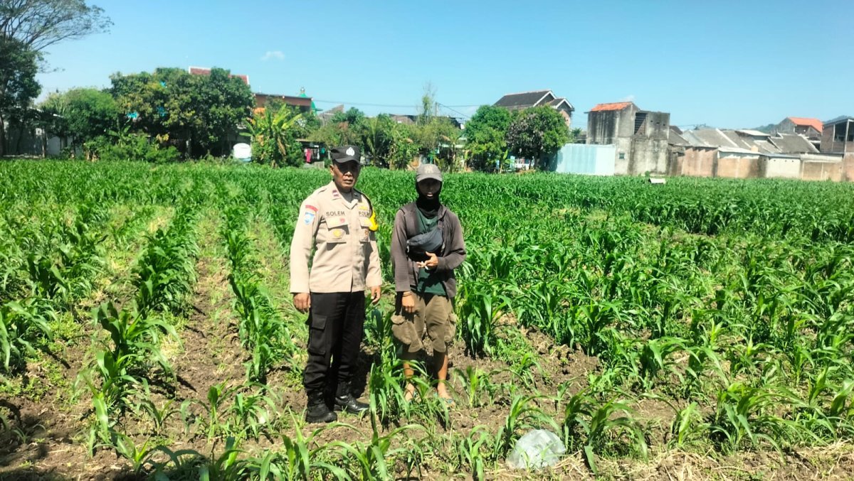 Bhabinkamtibmas Ngampel Aktif Dampingi Petani, Wujud Pengabdian Polri untuk Ketahanan Pangan