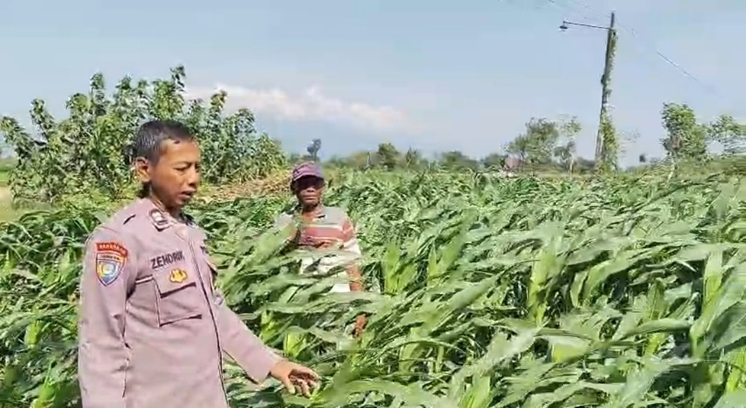 Menyemai Harapan di Ladang Blimbing: Langkah Polsek Tarokan Kawal Swasembada Pangan