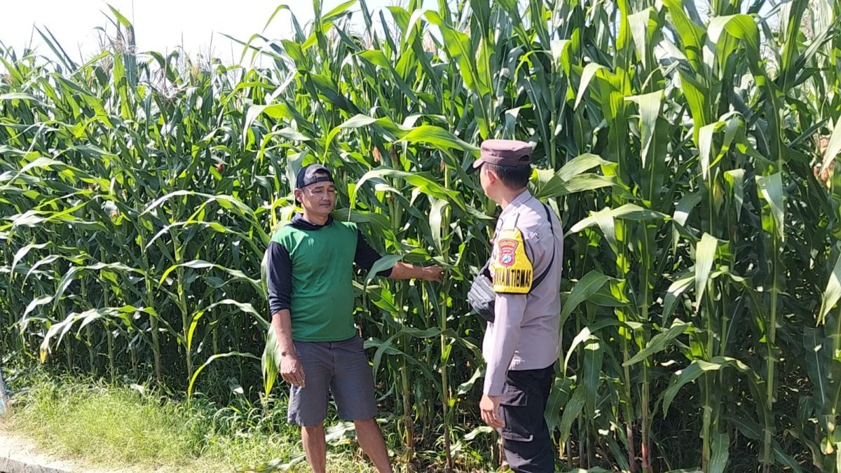 Pantau Pengairan dan Pemupukan, Bhabinkamtibmas Jabon Bantu Petani Optimalkan Hasil Jagung