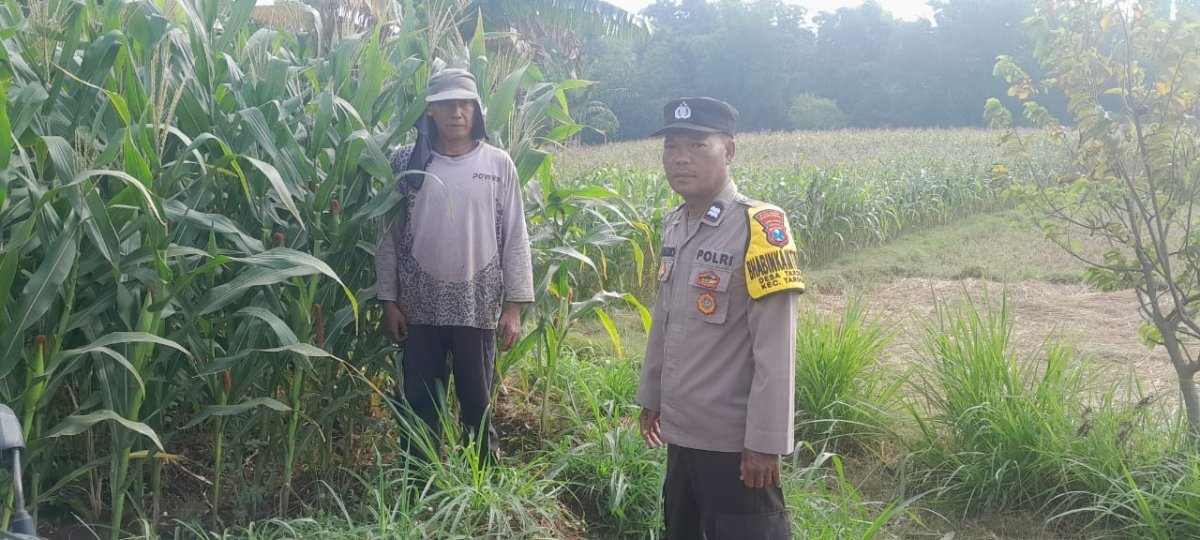 Sambut Hari Bhayangkara ke-80, Bhabinkamtibmas Polsek Tarokan Cek Lahan Jagung dan Edukasi Petani di Desa Tarokan untuk Dukung Ketahanan Pangan