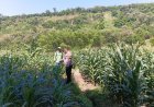 Sambang Persawahan, Bhabinkamtibmas Kalipang Motivasi Petani Tingkatkan Produktivitas Jagung