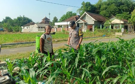 Bhabinkamtibmas Polsek Mojoroto Cek Pertumbuhan Jagung, Perkuat Ketahanan Pangan Menuju Swasembada