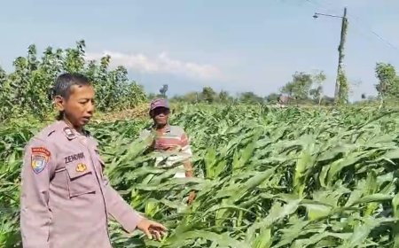 Menyemai Harapan di Ladang Blimbing: Langkah Polsek Tarokan Kawal Swasembada Pangan