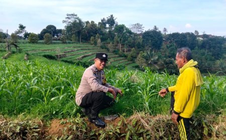 Mengabdi dari Desa, Bhabinkamtibmas Polsek Mojo Dorong Kesuksesan Panen Jagung Warg