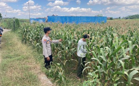 Bhabinkamtibmas Desa Boro Brigadir M. VICKY NORNANDA, S.H. Melaksanakan monitoring penanaman jagung di desa binaan.