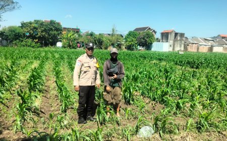 Bhabinkamtibmas Ngampel Aktif Dampingi Petani, Wujud Pengabdian Polri untuk Ketahanan Pangan