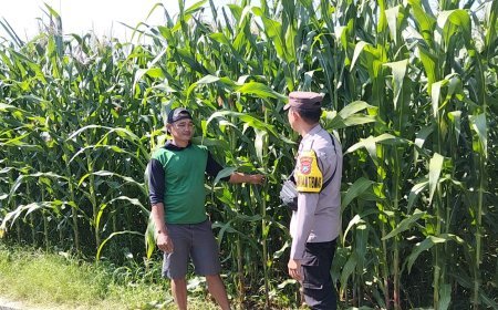 Pantau Pengairan dan Pemupukan, Bhabinkamtibmas Jabon Bantu Petani Optimalkan Hasil Jagung
