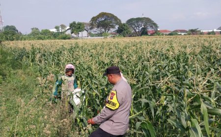 Demi Panen Maksimal, Bhabinkamtibmas Banjaran Intensif Dampingi Petani Jagung