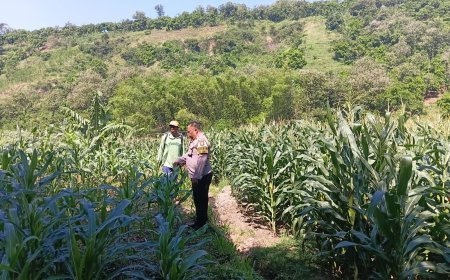 Sambang Persawahan, Bhabinkamtibmas Kalipang Motivasi Petani Tingkatkan Produktivitas Jagung