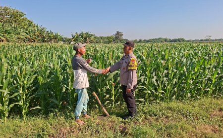 Bhabinkamtibmas Desa Cerme Dampingi Petani Rawat Tanaman Jagung, Wujud Dukungan Polri terhadap Ketahanan Pangan