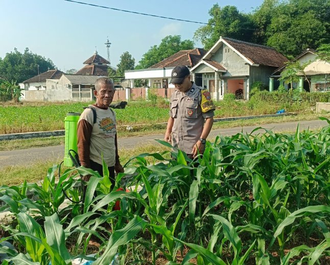 Bhabinkamtibmas Polsek Mojoroto Cek Pertumbuhan Jagung, Perkuat Ketahanan Pangan Menuju Swasembada