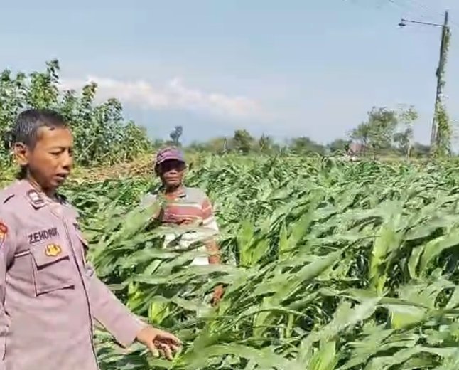 Menyemai Harapan di Ladang Blimbing: Langkah Polsek Tarokan Kawal Swasembada Pangan