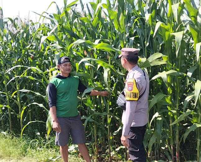 Pantau Pengairan dan Pemupukan, Bhabinkamtibmas Jabon Bantu Petani Optimalkan Hasil Jagung