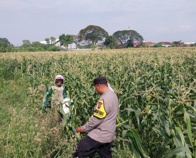 Demi Panen Maksimal, Bhabinkamtibmas Banjaran Intensif Dampingi Petani Jagung