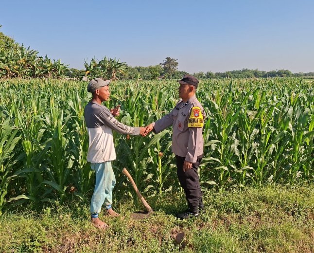 Bhabinkamtibmas Desa Cerme Dampingi Petani Rawat Tanaman Jagung, Wujud Dukungan Polri terhadap Ketahanan Pangan